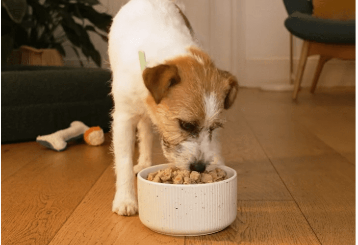 adorable chien en train de manger